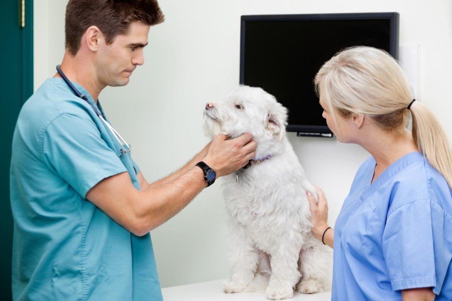 Reliable Pet Health Information: How to Read, Write, and Share It